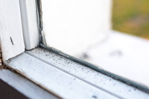 Best Commercial Mold Inspection  in La Paloma, TX